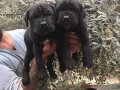 Cane corso yavrularım