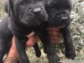 Cane corso yavrularım
