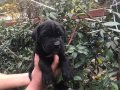 Cane corso yavrularım