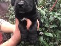 Cane corso yavrularım