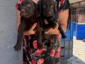 Çikolata Labrador yavrularım 
