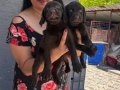 Çikolata Labrador yavrularım 