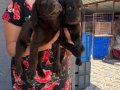 Çikolata Labrador yavrularım 