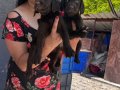 Çikolata Labrador yavrularım 