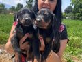 Mükemmel safkan king doberman yavrularımız