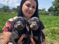 Mükemmel safkan king doberman yavrularımız