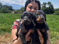 Mükemmel safkan king doberman yavrularımız