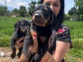 Mükemmel safkan king doberman yavrularımız