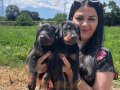 Mükemmel safkan king doberman yavrularımız