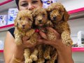 Sağlık ve ırk garantili toy poodle yavrularım