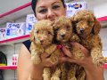 Sağlık ve ırk garantili toy poodle yavrularım