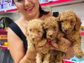 Sağlık ve ırk garantili toy poodle yavrularım