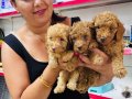 Sağlık ve ırk garantili toy poodle yavrularım