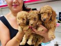 Sağlık ve ırk garantili toy poodle yavrularım