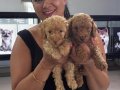 Ufacık toy Poodle yavrularım