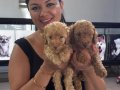 Ufacık toy Poodle yavrularım