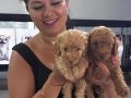 Ufacık toy Poodle yavrularım