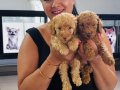 Ufacık toy Poodle yavrularım