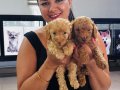 Ufacık toy Poodle yavrularım
