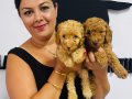 Ufacık toy Poodle yavrularım