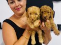 Ufacık toy Poodle yavrularım