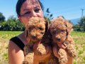 Safkan Red toy Poodle yavrularım