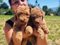 Safkan Red toy Poodle yavrularım