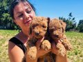 Safkan Red toy Poodle yavrularım