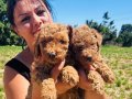 Safkan Red toy Poodle yavrularım