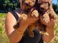 Safkan Red toy Poodle yavrularım
