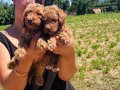 Safkan Red toy Poodle yavrularım