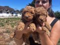 Safkan Red toy Poodle yavrularım