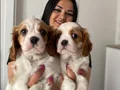 Sağlık ve ırk garantili cavalier yavrularım
