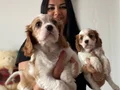 Sağlık ve ırk garantili cavalier yavrularım