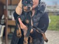 Üst kalite King doberman yavrularım 