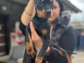 Üst kalite King doberman yavrularım 