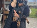 Üst kalite King doberman yavrularım 