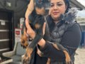 Üst kalite King doberman yavrularım 