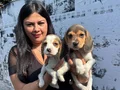 Safkan elizabet beagle yavrularım 