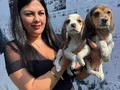 Safkan elizabet beagle yavrularım 