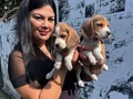 Safkan elizabet beagle yavrularım 