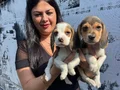 Safkan elizabet beagle yavrularım 