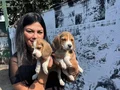 Safkan elizabet beagle yavrularım 
