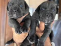 Blue mavi gözlü cane corso yavrularım