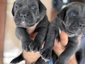 Blue mavi gözlü cane corso yavrularım