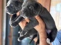 Blue mavi gözlü cane corso yavrularım