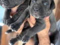 Blue mavi gözlü cane corso yavrularım