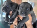 Blue mavi gözlü cane corso yavrularım