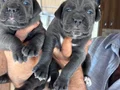 Blue mavi gözlü cane corso yavrularım