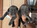 Blue mavi gözlü cane corso yavrularım